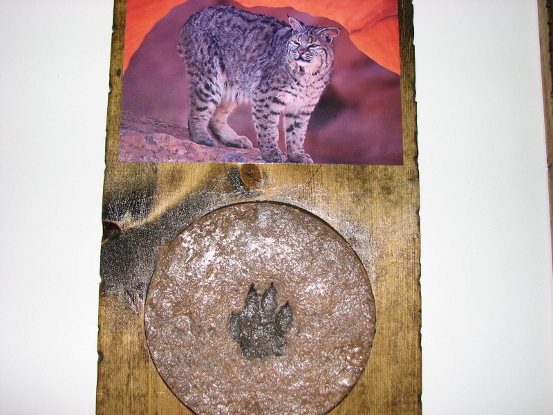 ANIMAL TRACK CONCRETE STAMPS PAGE ONE